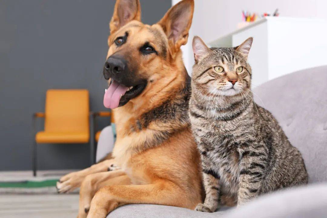 把猫狗当“金主”的年轻人：试吃“狗粮”，年入50万