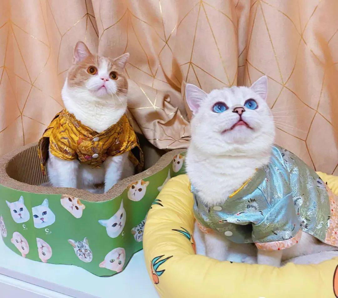 把猫狗当“金主”的年轻人：试吃“狗粮”，年入50万