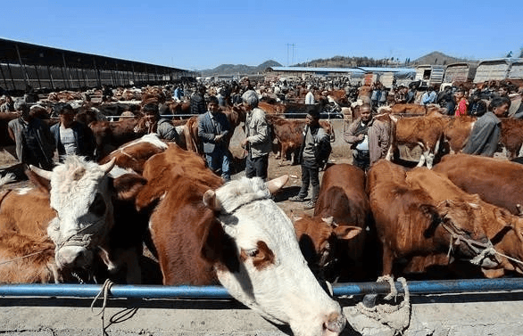 牛肉价格持续大幅下跌！现在多少钱一斤？ 2024年牛价是涨还是跌？