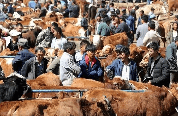 牛肉价格持续大幅下跌！现在多少钱一斤？ 2024年牛价是涨还是跌？
