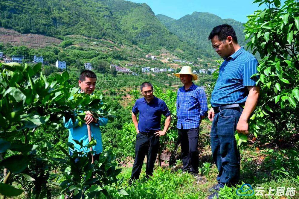 巴东：匠心种出“金果果”