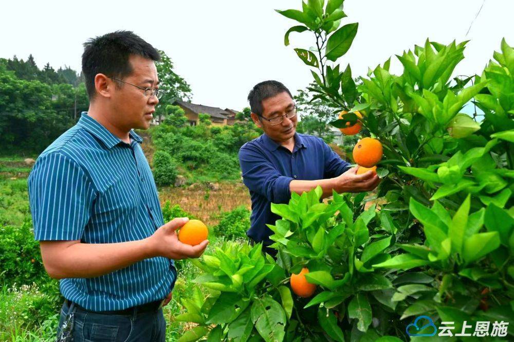 巴东：匠心种出“金果果”