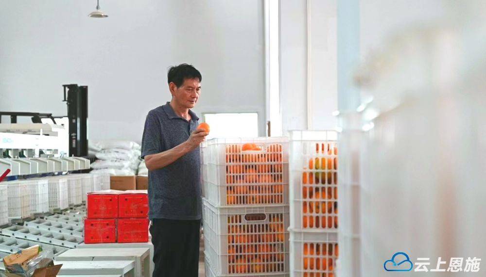 巴东：匠心种出“金果果”