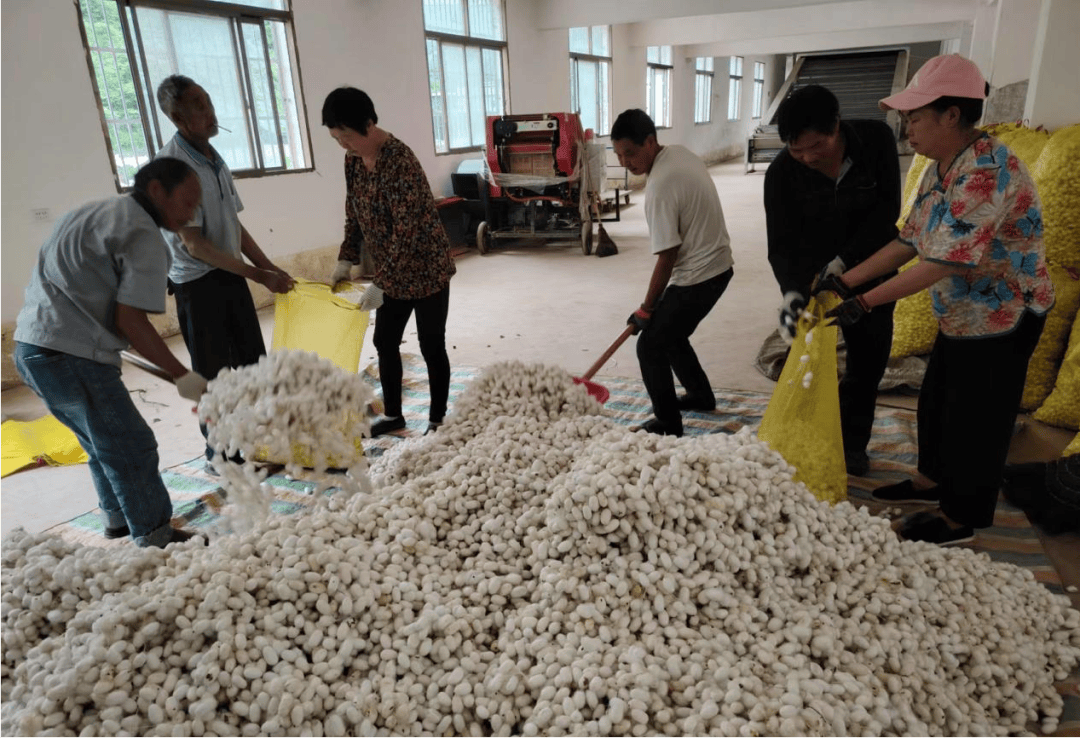 巴山镇：小蚕吐出“金”丝