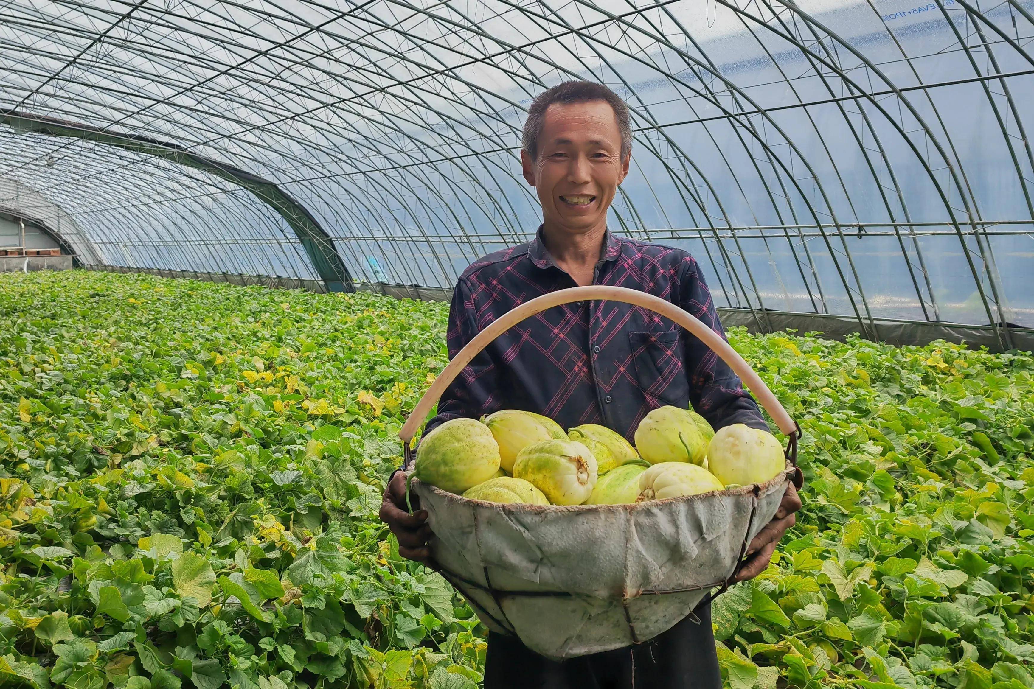 黑龙江宝清：小香瓜种出“金疙瘩”