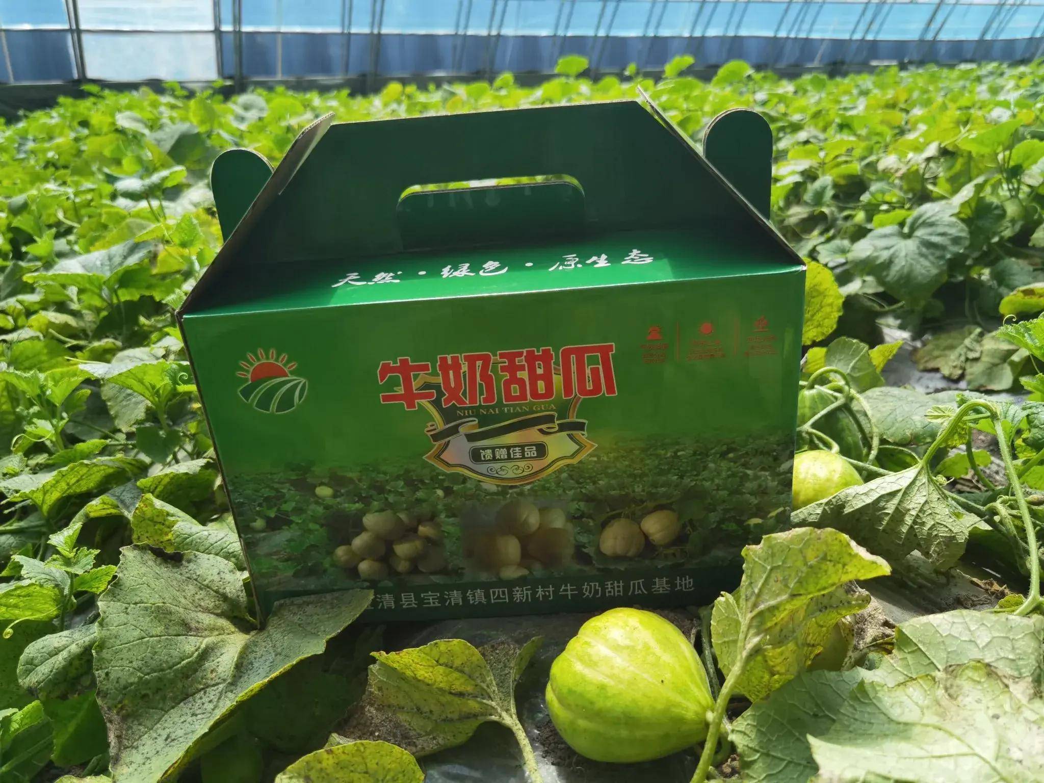 黑龙江宝清：小香瓜种出“金疙瘩”