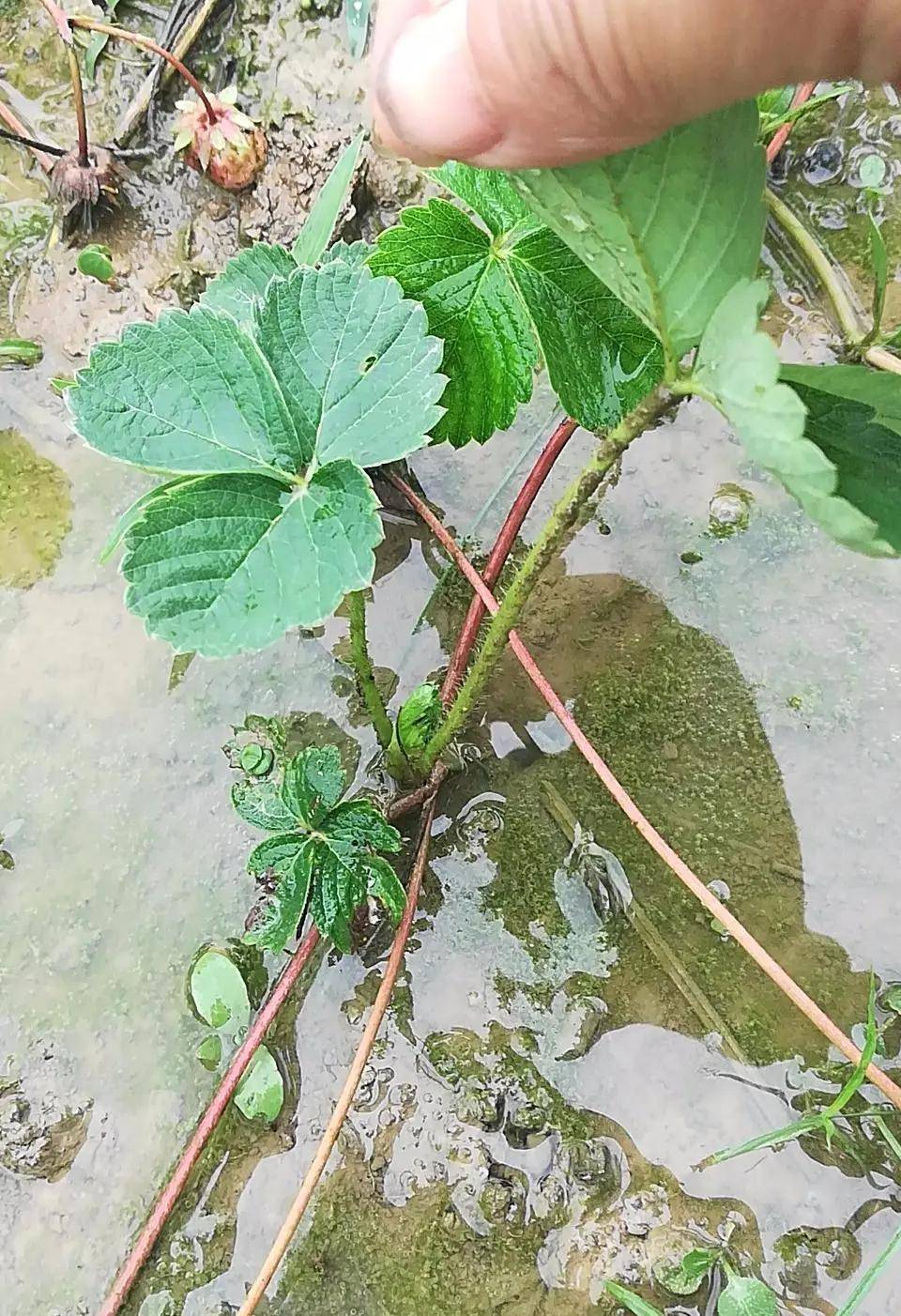 今年的草莓苗会紧俏吗？价格会涨吗？