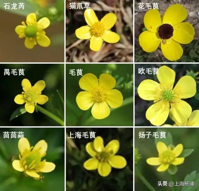 消失多年，突然重现上海！名字大有来头，上一次发现还是34年前