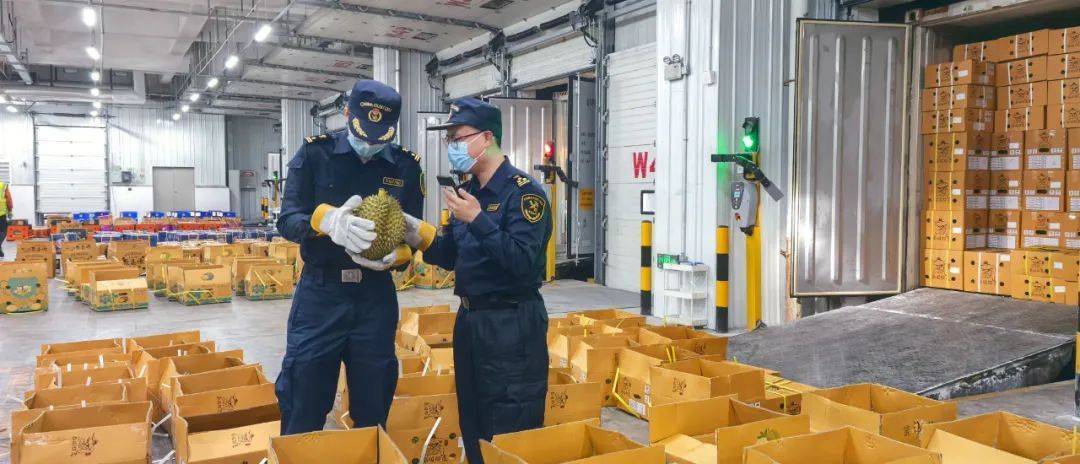 1600吨新鲜榴莲已在广州，正运往各地水果批发市场和超市